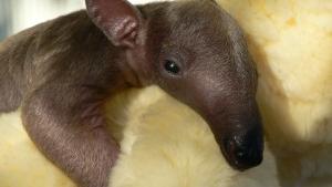 Reid Park Zoo welcomes little bundle of tamandua
